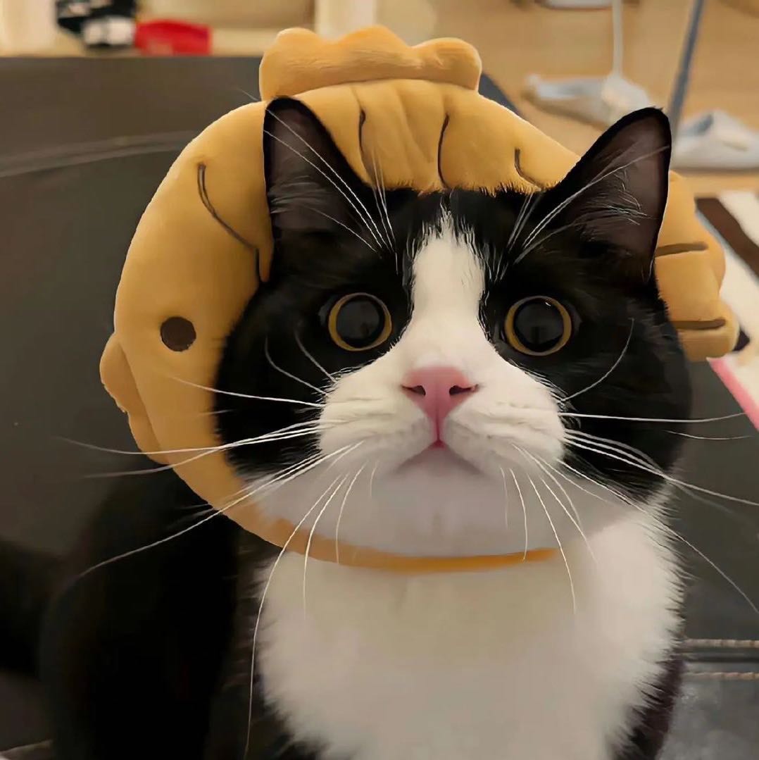 海猫meme日记