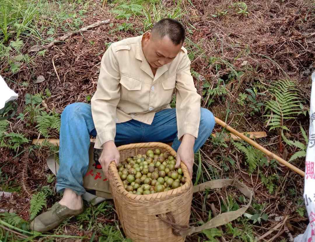 炎陵茶油哥黄加新