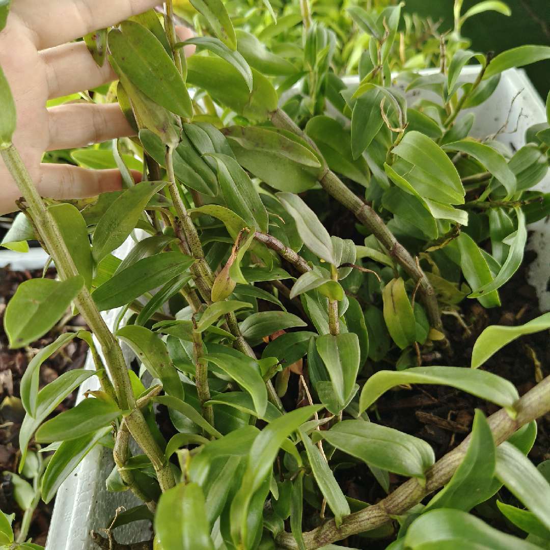 农业种植王厂长