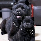 梁哥的田园犬
