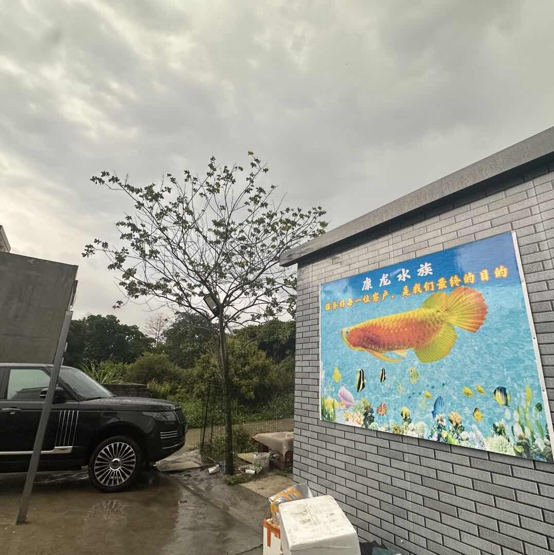 康龍观赏鱼