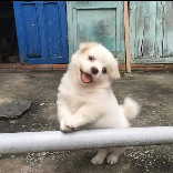 可能认识的狗狗