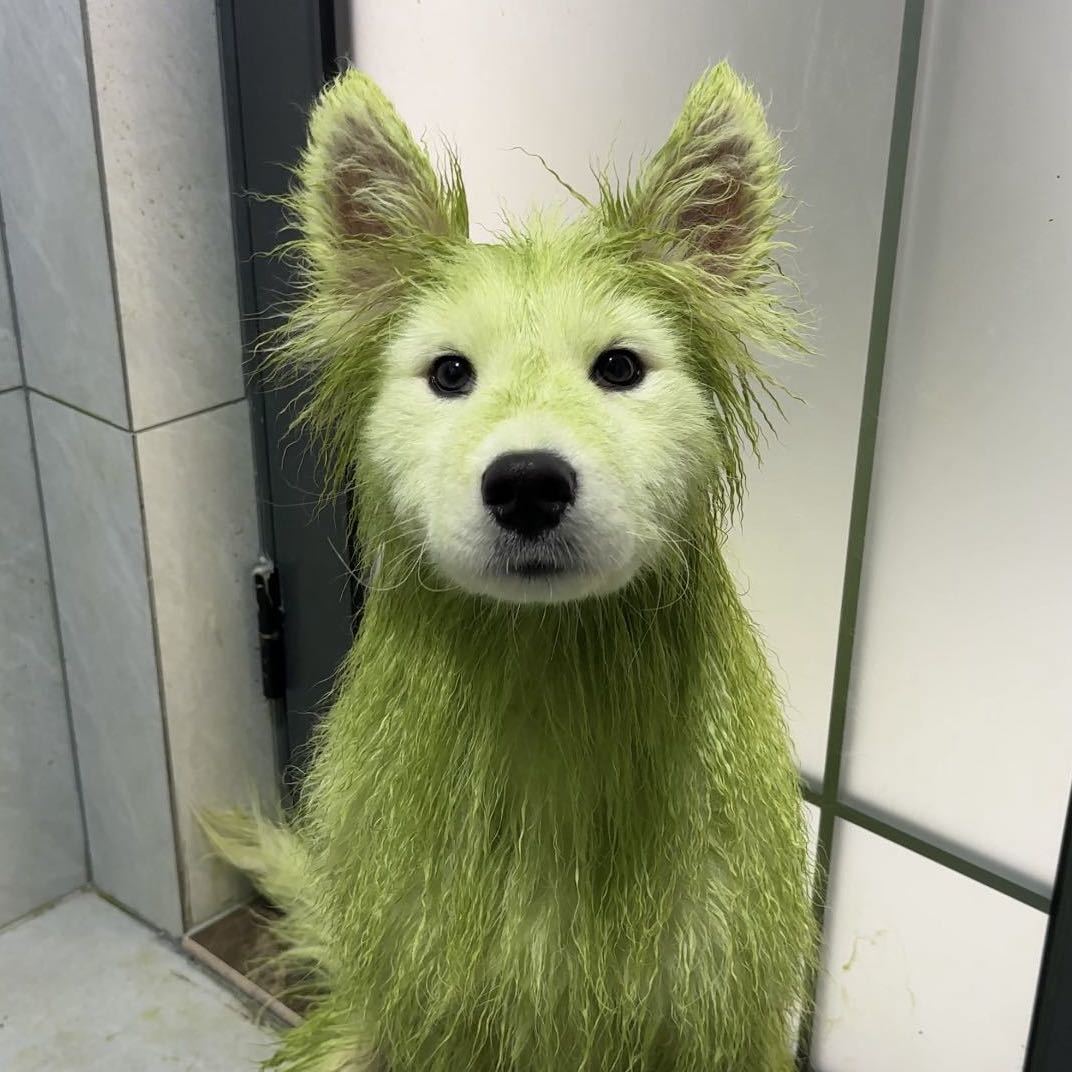 菠萝吹雪耶耶