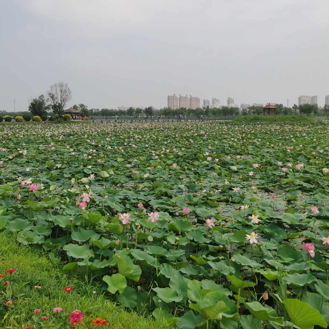 松花江小松