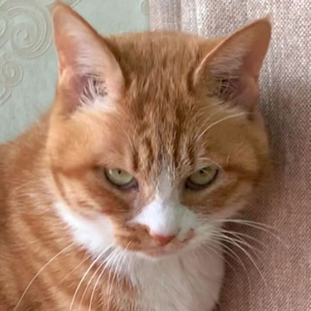 家有猫三宝啊