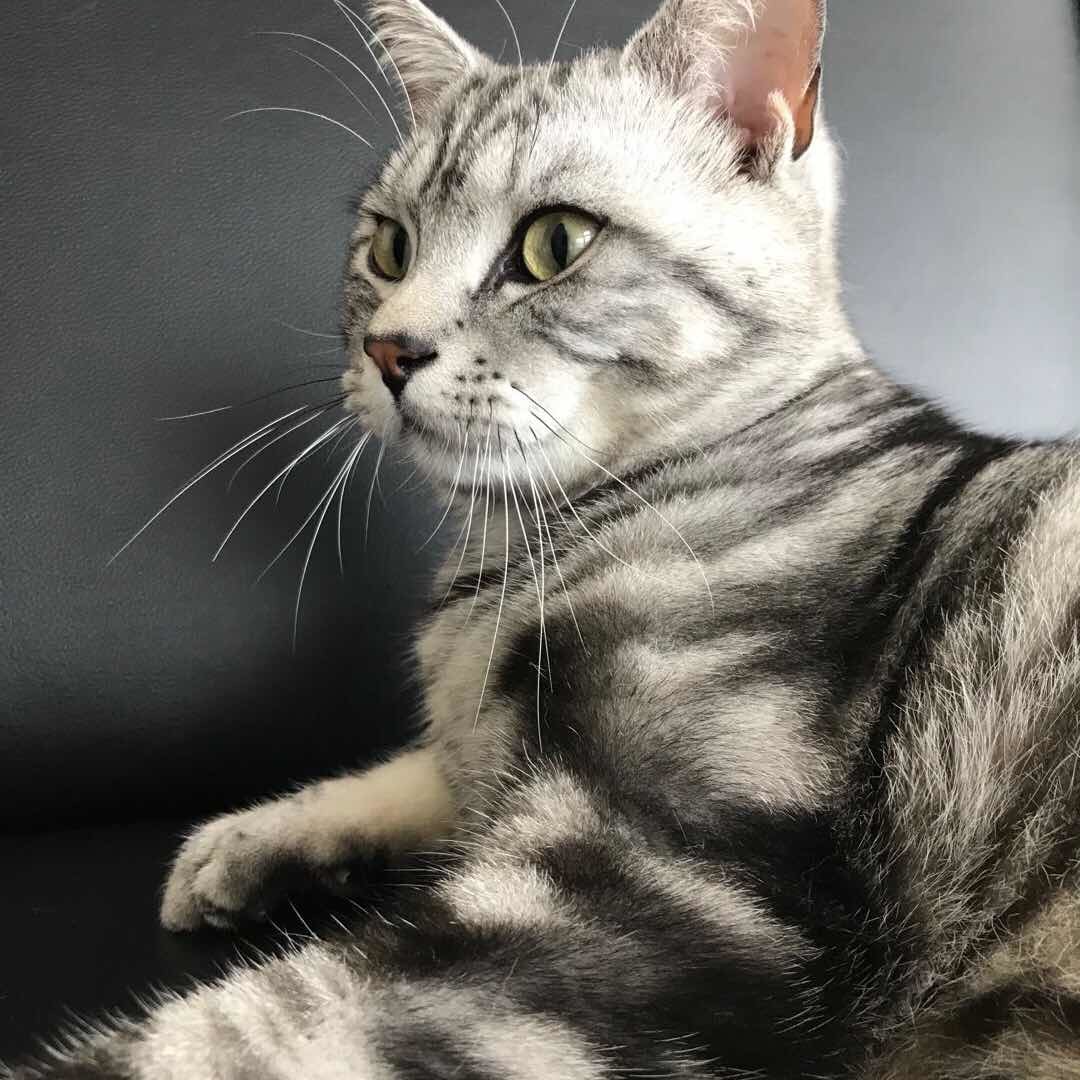 六百是只贪吃猫