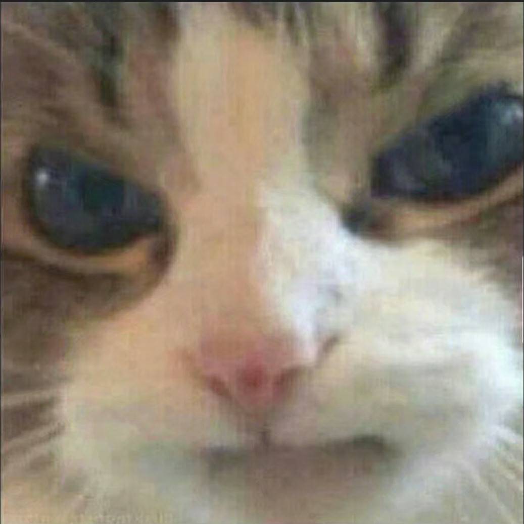 暴风吉娃娃
