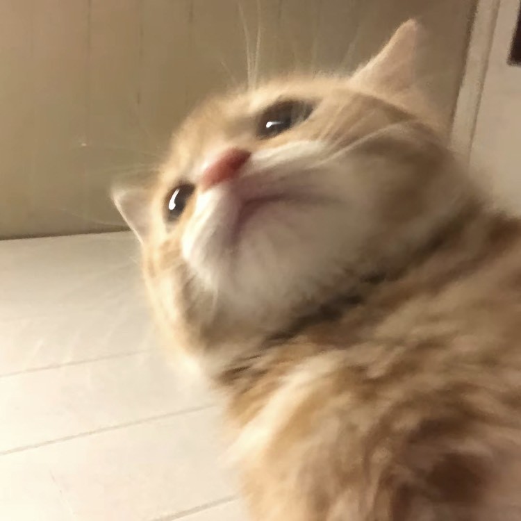 我对你从来不是随随便便