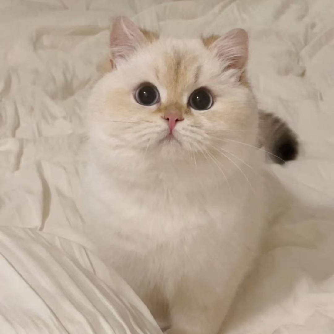 大屁桃之十猫一狗