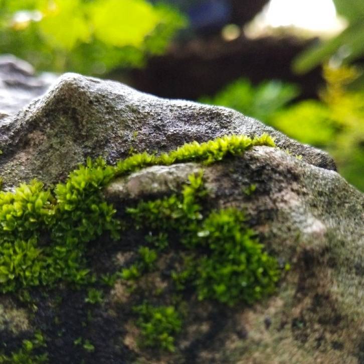 用戶頭像