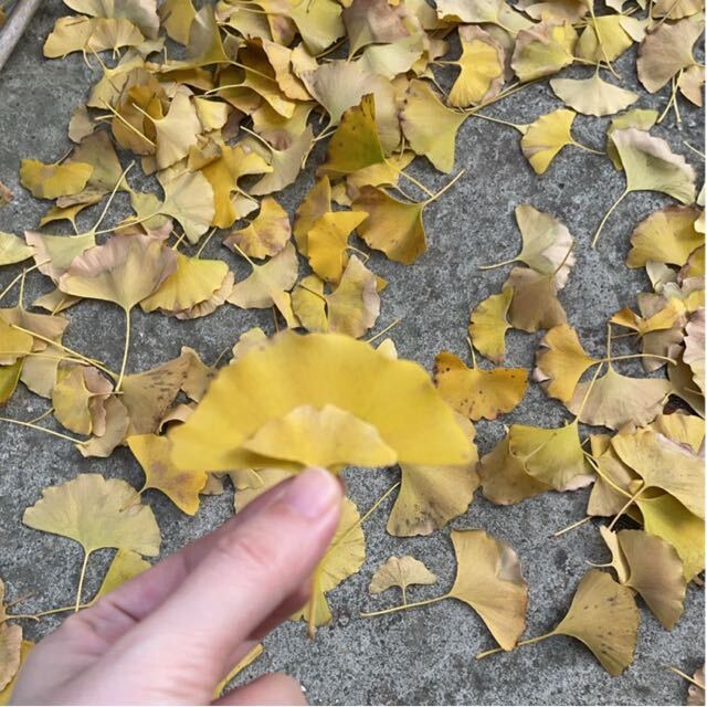  白果银杏树|200