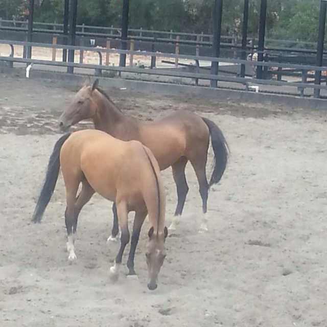 瑞雪丰年青岛市权健2657店张瑞嘉