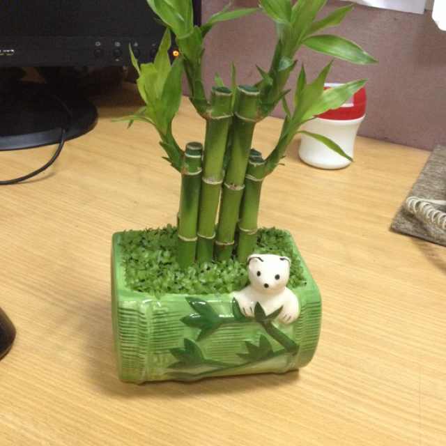 鲁晓锋