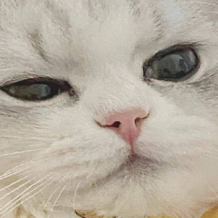 用戶頭像