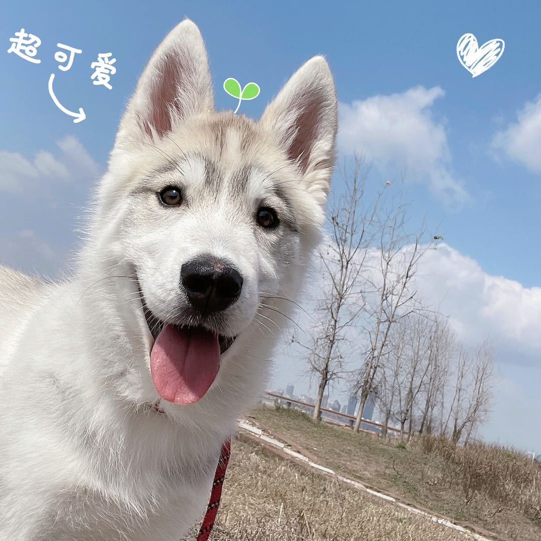 用戶頭像