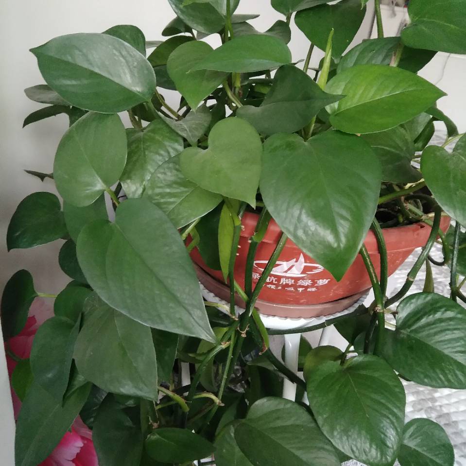 用戶頭像