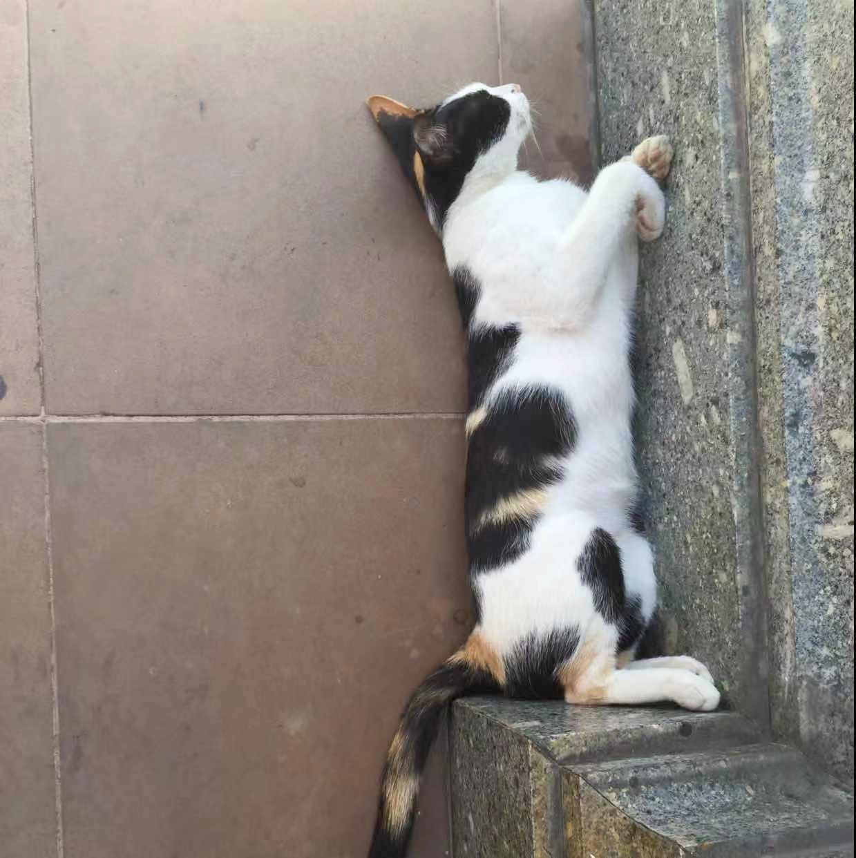 用戶頭像