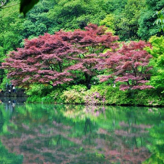 木子斋