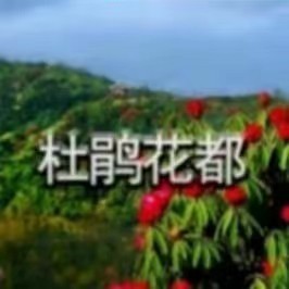 杜鹃花都