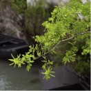 森言深悟头像