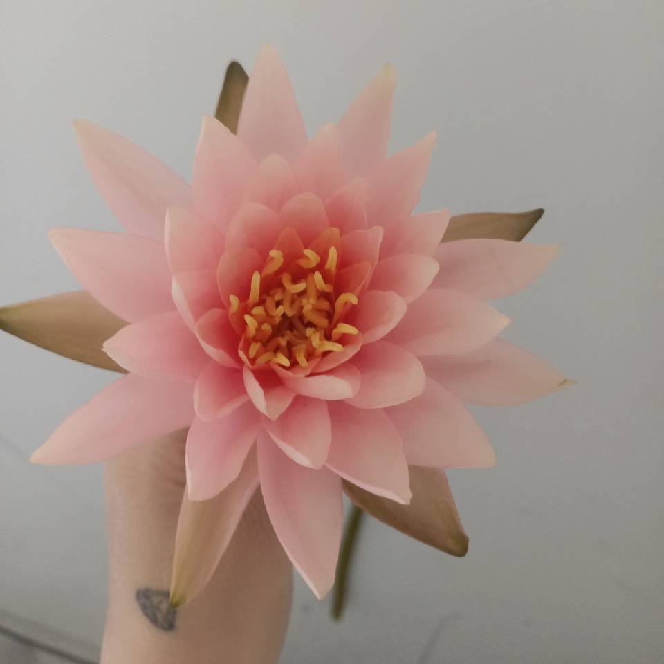 用戶頭像
