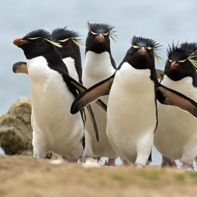 Ecología de los pinguinos