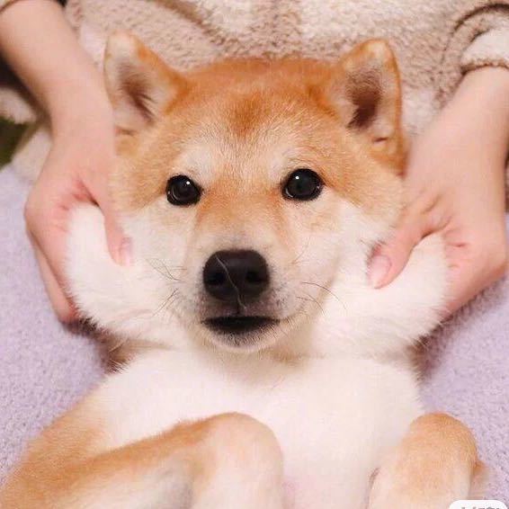 用戶頭像