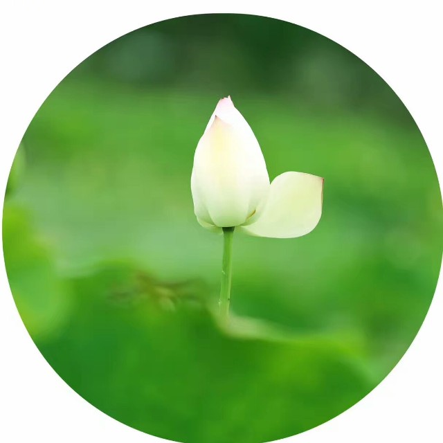宝应荷藕网