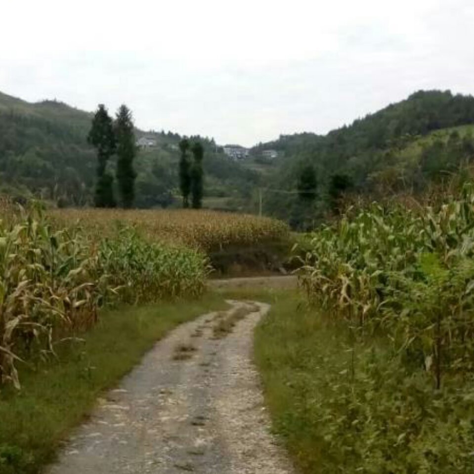 用戶頭像