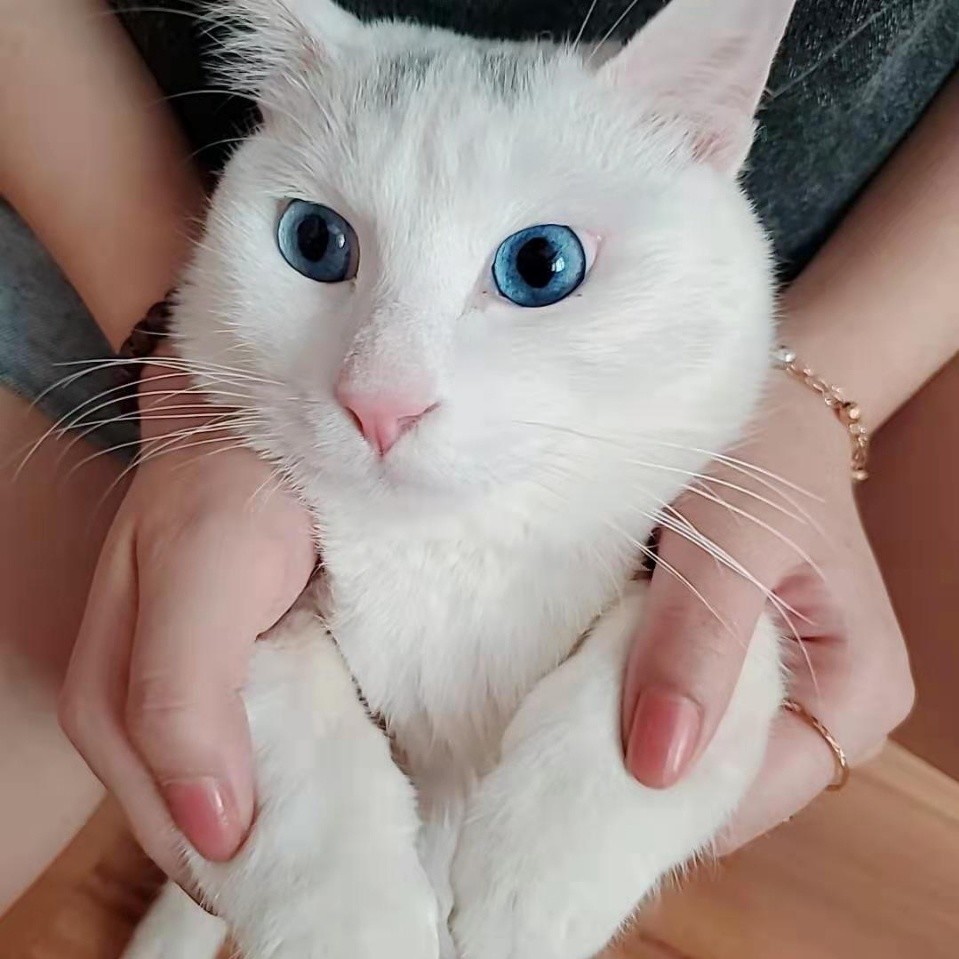 用戶頭像
