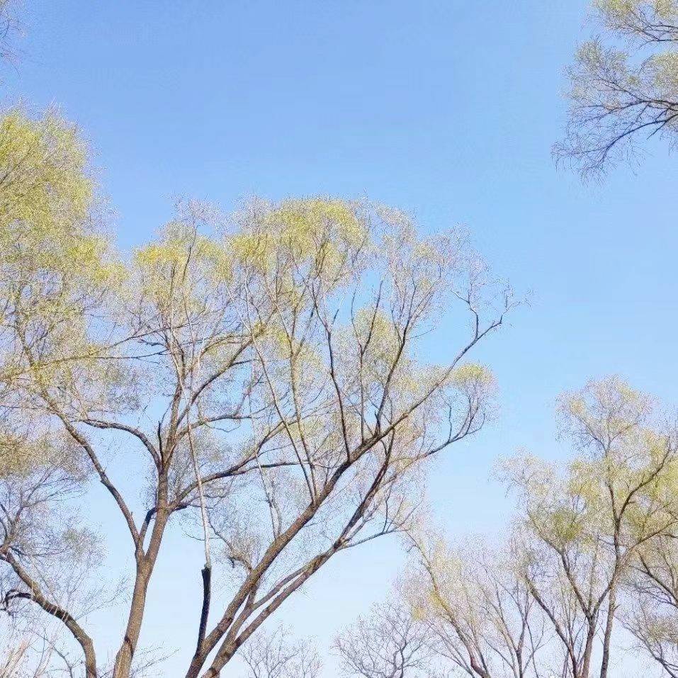 用戶頭像