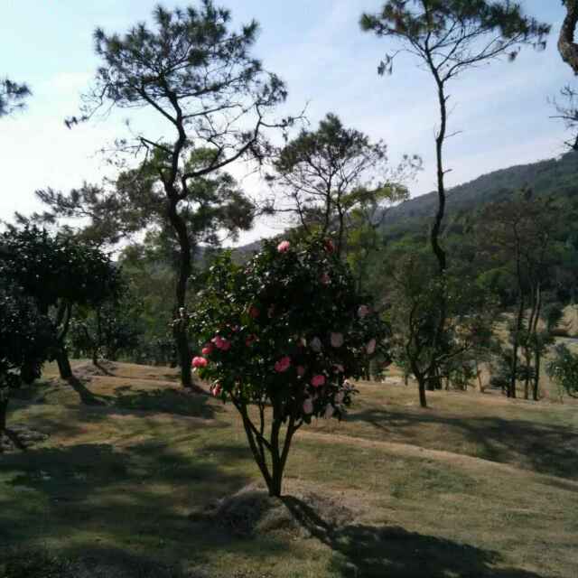 小海豚_27559463