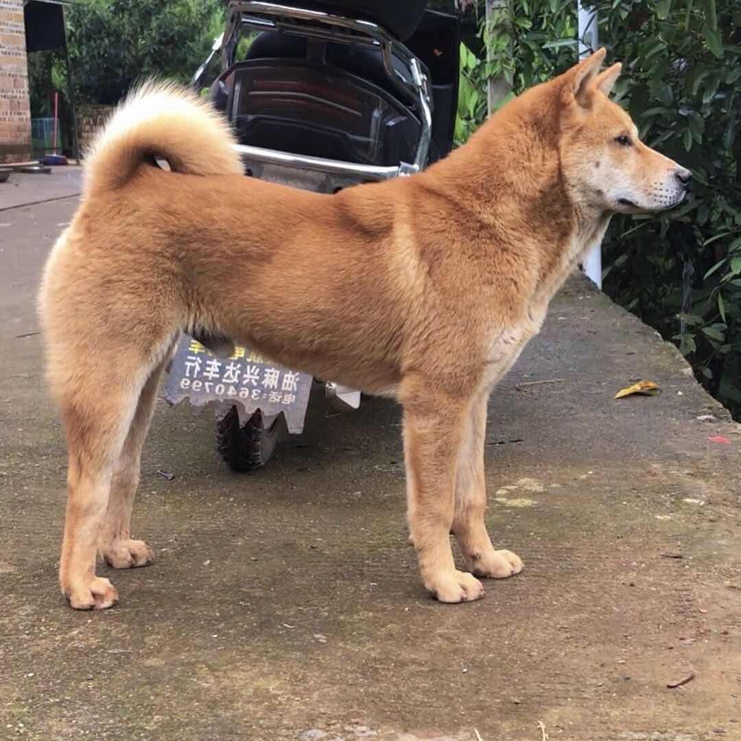 家有田园犬qiqiqi