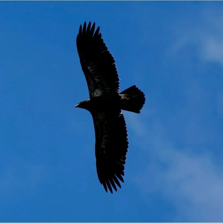 青衣十三楼飞花堂