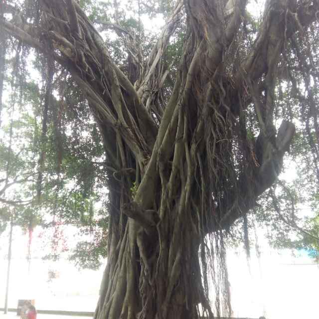 用戶頭像