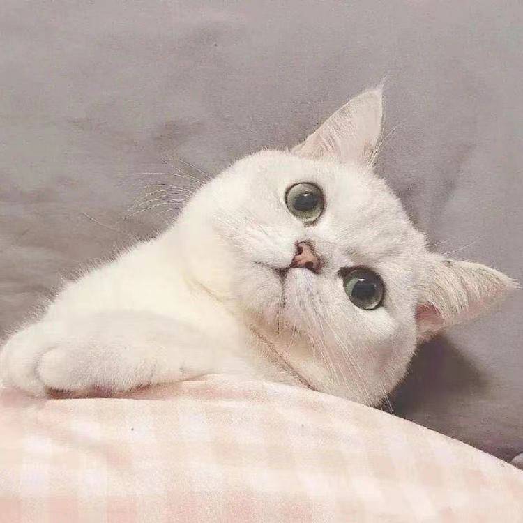 用戶頭像