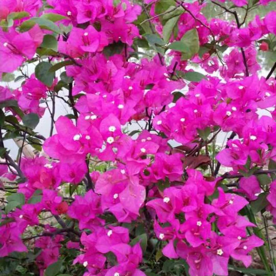 甜果果裤业（南城一楼B149）