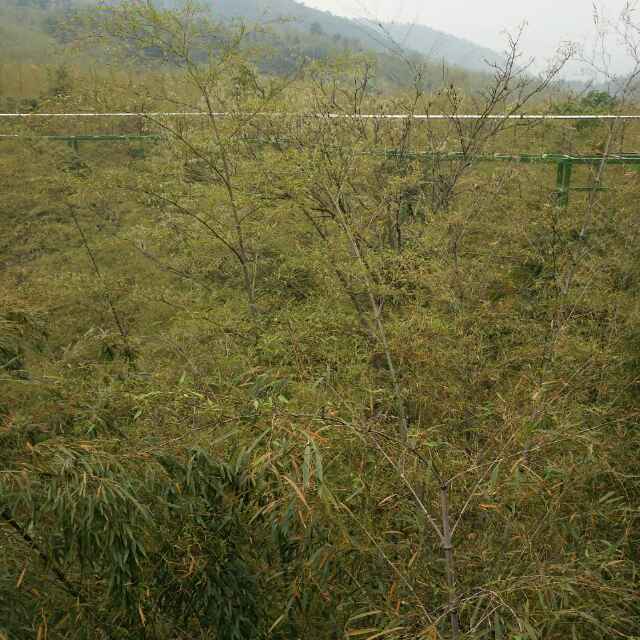 小海豚_31547680