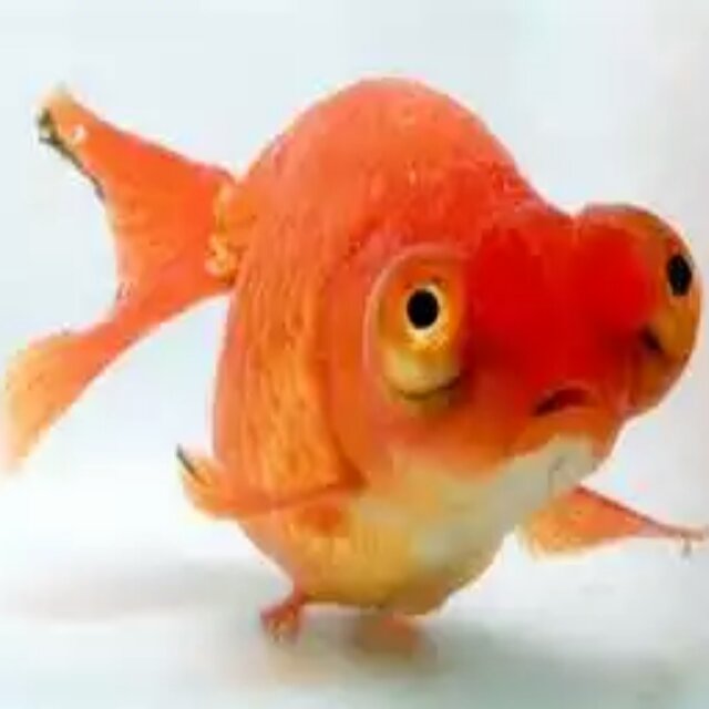 空氣中的魚