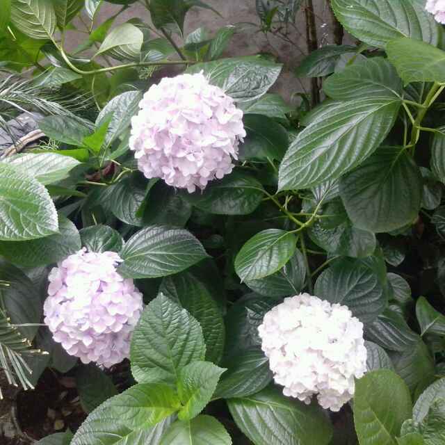 丢丢