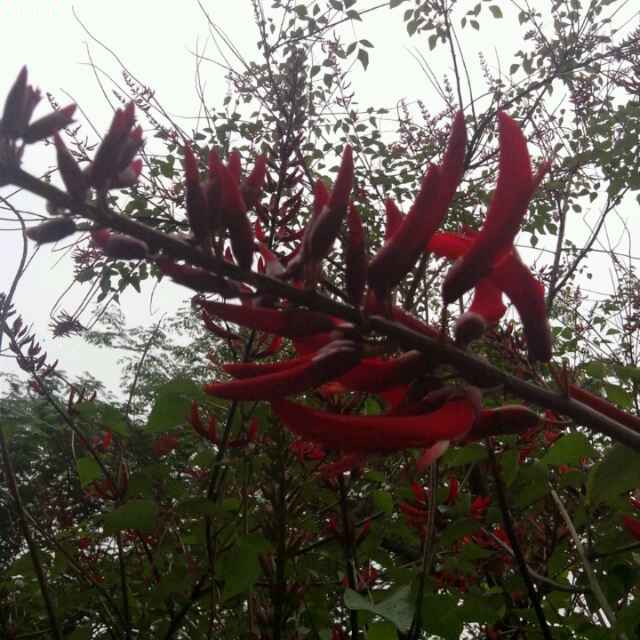 花若怜繁华谁指