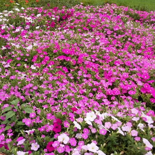 先远芳