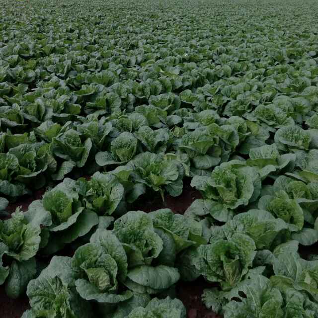 ☞(^_^)希望的天野(^_^)☜