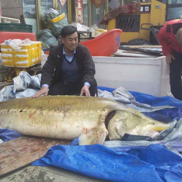 小鱼篓