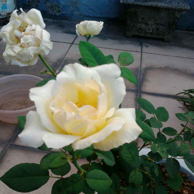 书友20161013001053