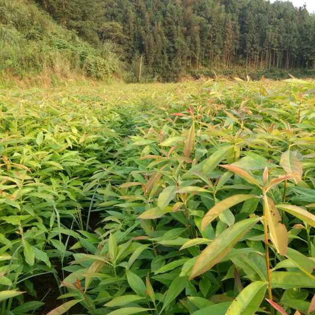 书友20160701214524