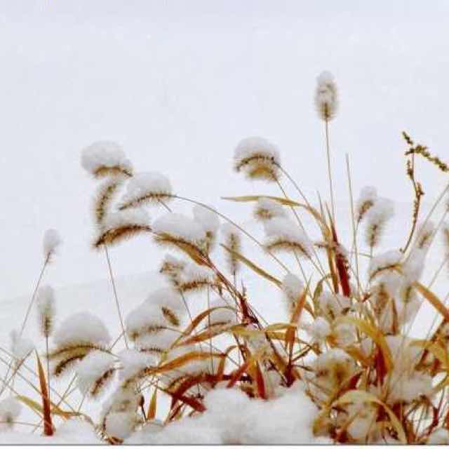 书友20170201175444