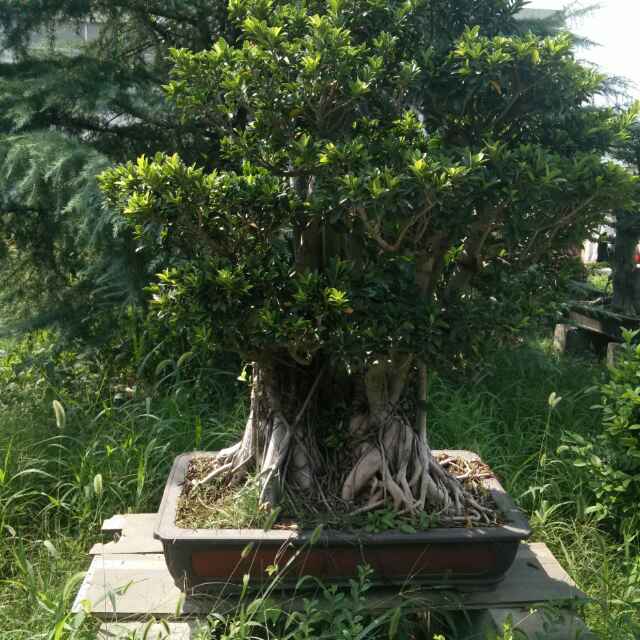 开开心心的头像