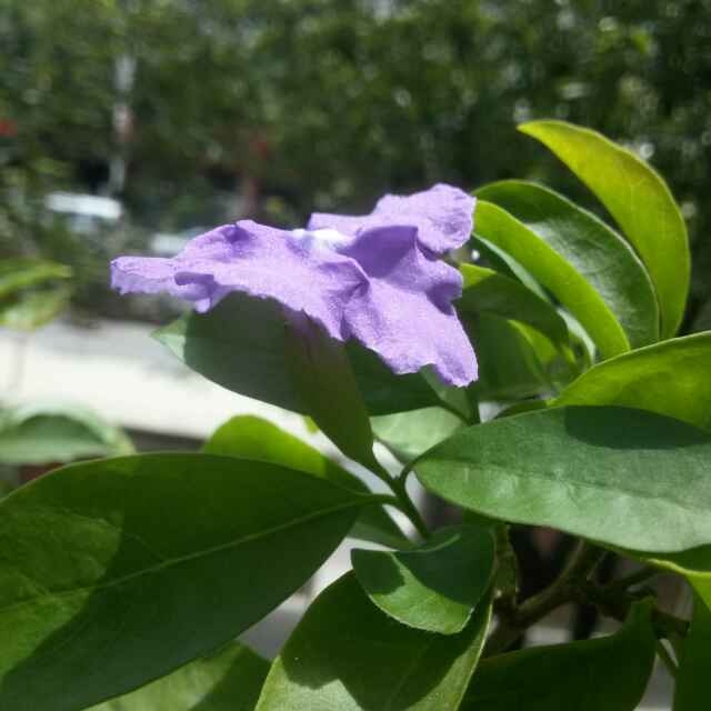 知音