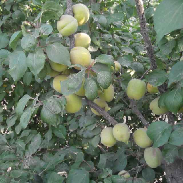 赵老师顺